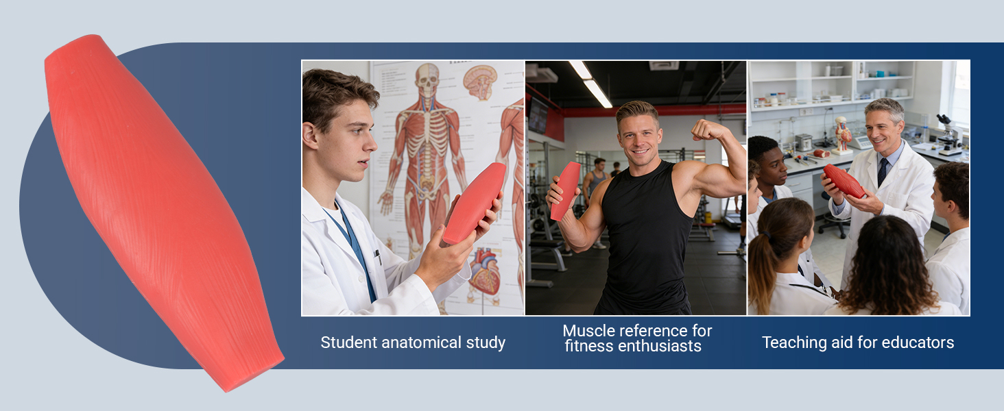 Fat And Muscle Replica Model For Students And Teachers
