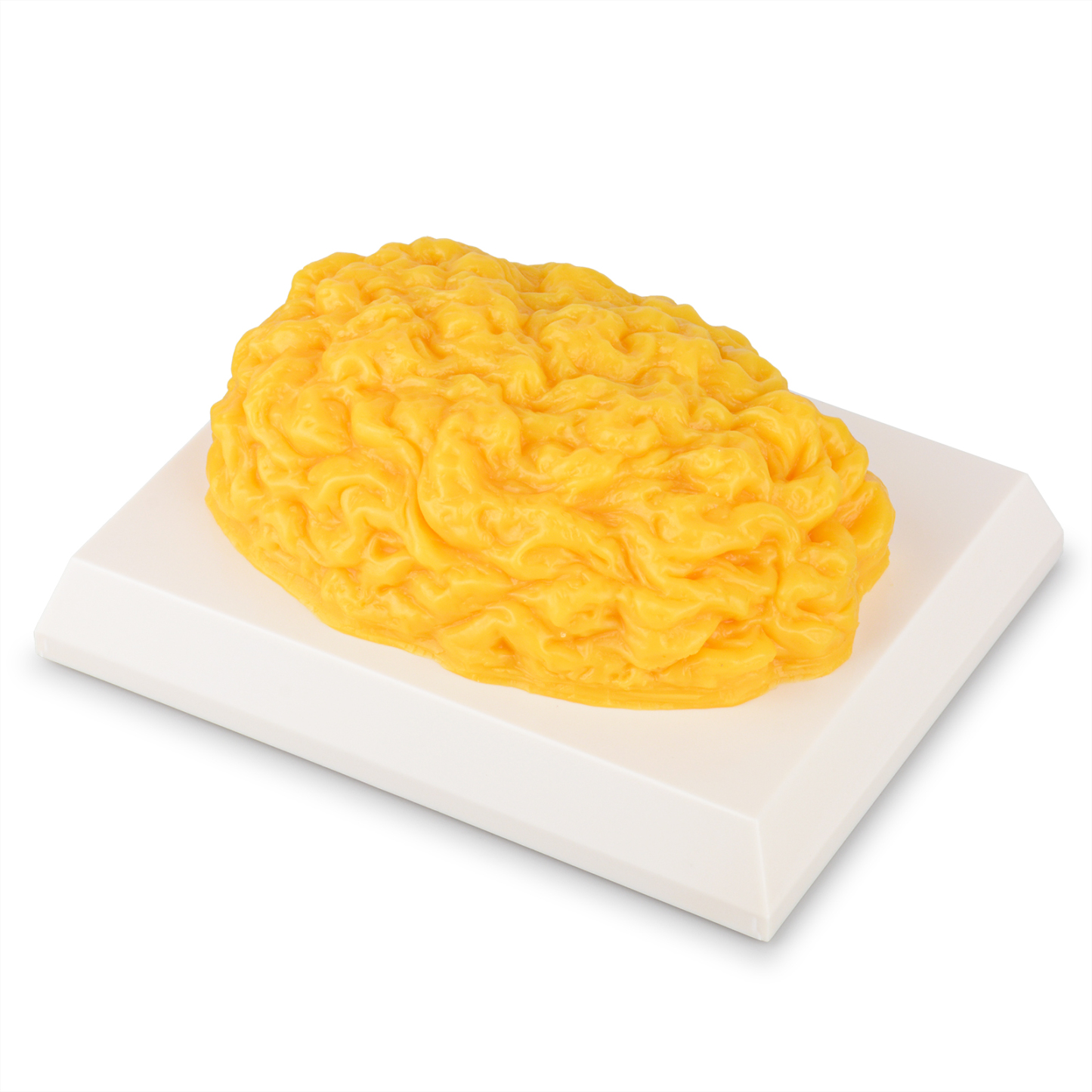 SimCoach Dome Shape 1 LB Human Fat Model