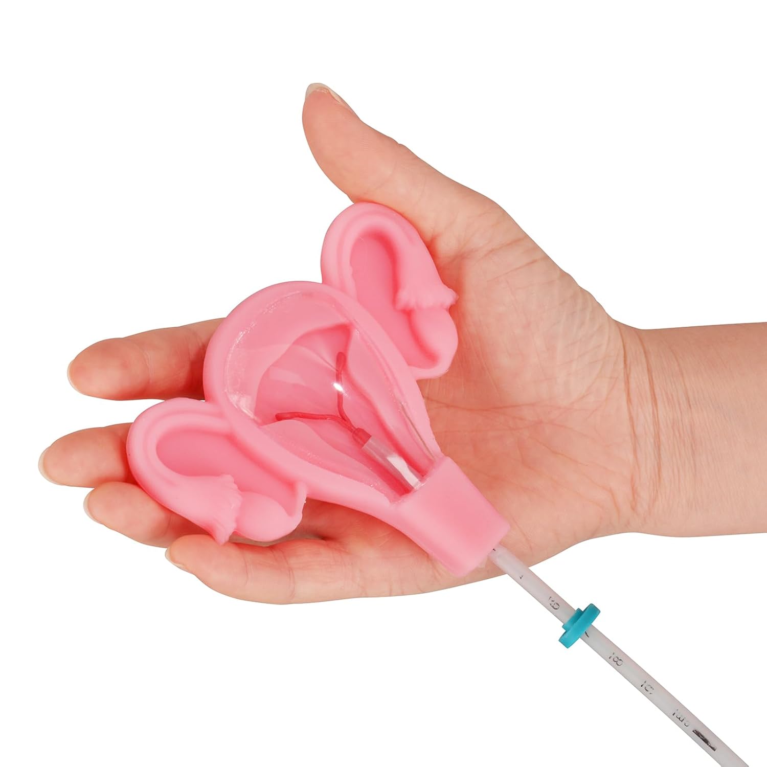 3D IUD Training Model