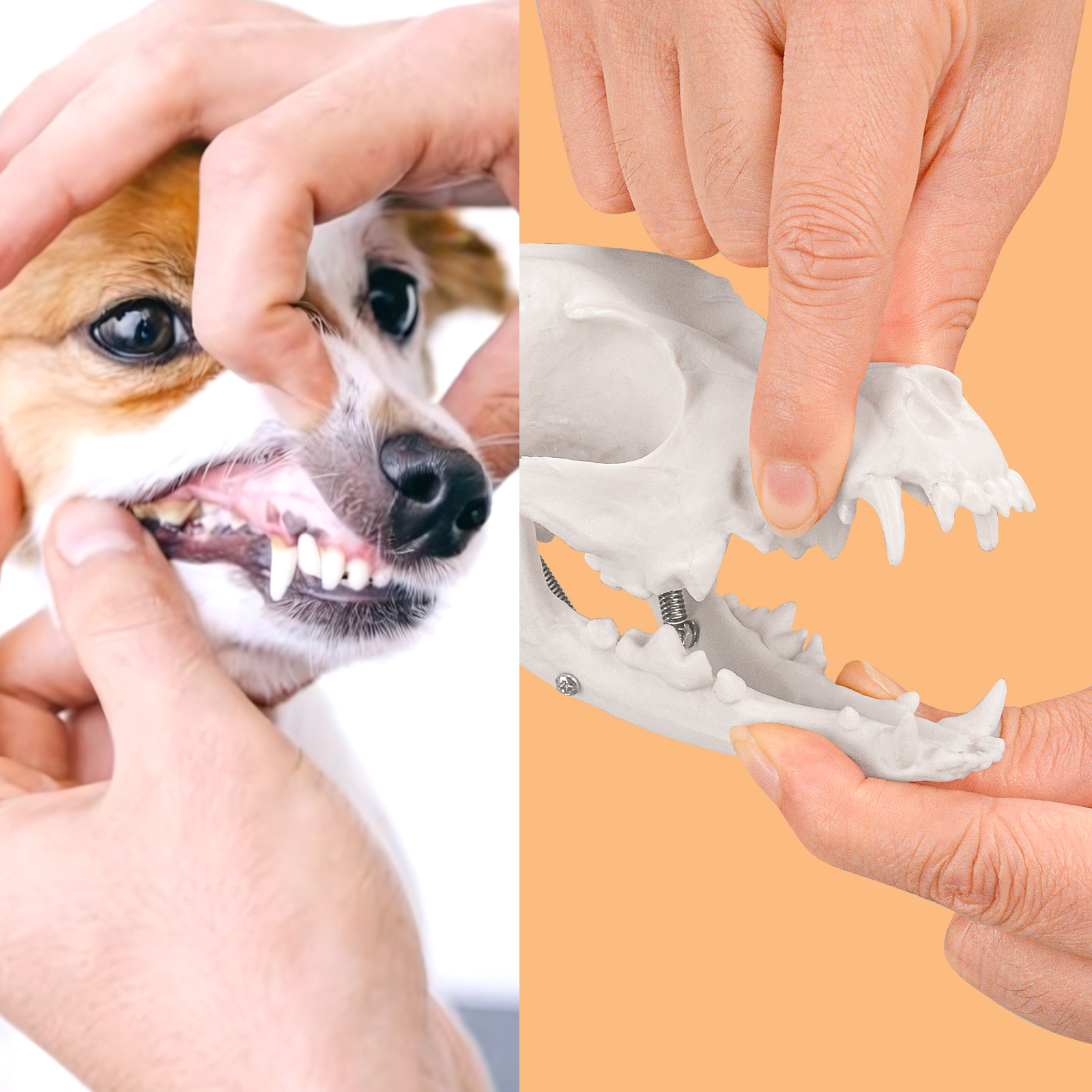 SimCoach Small Canine Skeleton Model, Veterinary Dog Model with Base