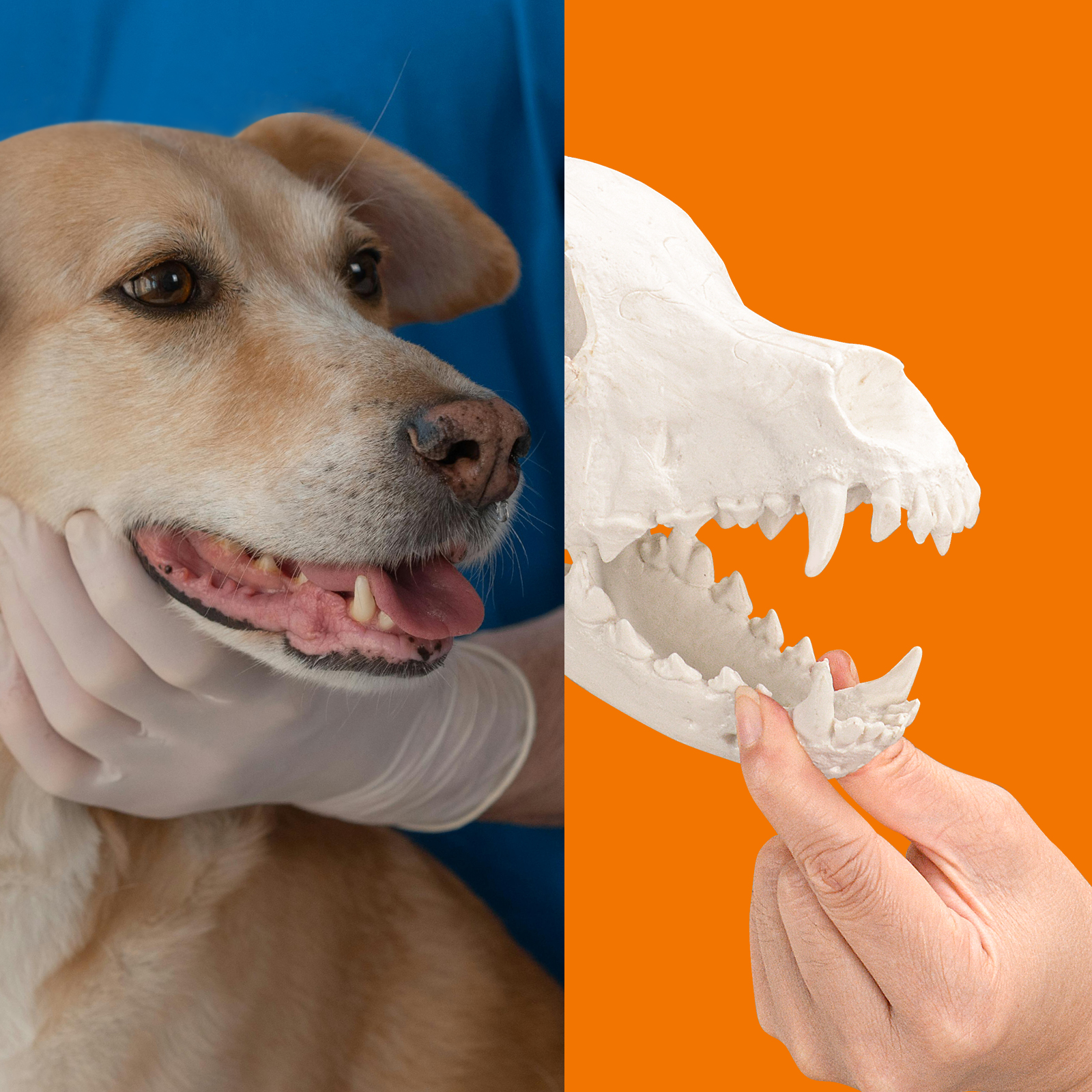 SimCoach Large Canine Skeleton Model, Veterinary Dog Model with Base