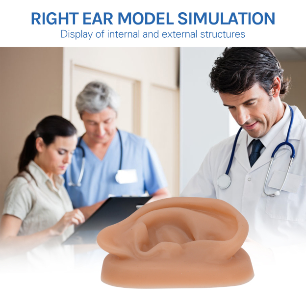 SimCoach Acupuncture Ear Model, Right Artificial Ear Replica for Auricular Therapy Teaching