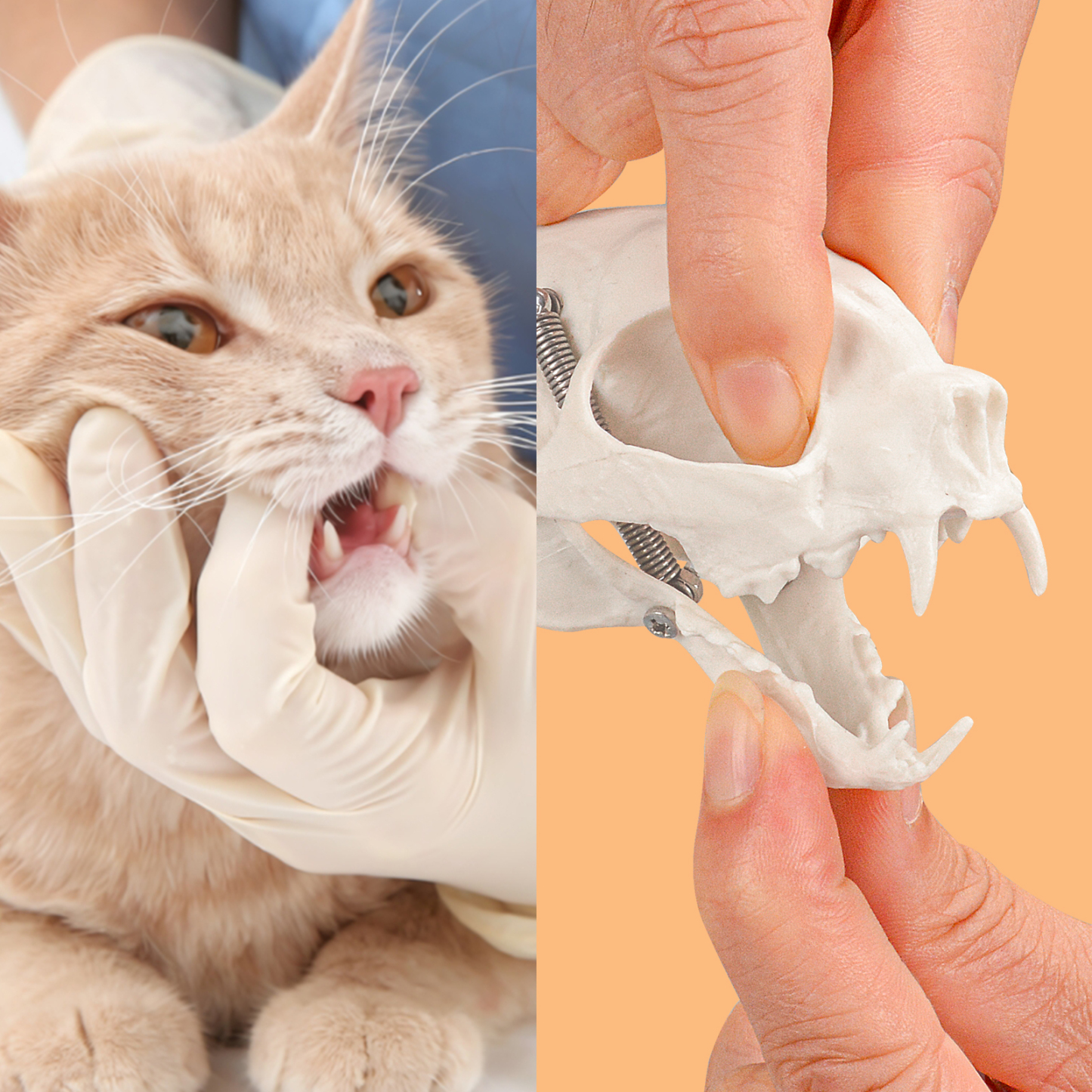 SimCoach Small Feline Skeleton Model, Veterinary Cat Model with Base
