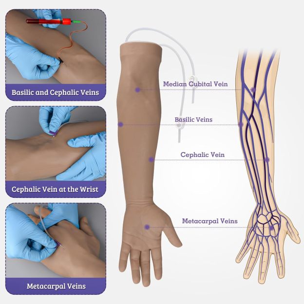 Phlebotomy Practice Arm with Accurate Vein Anatomy