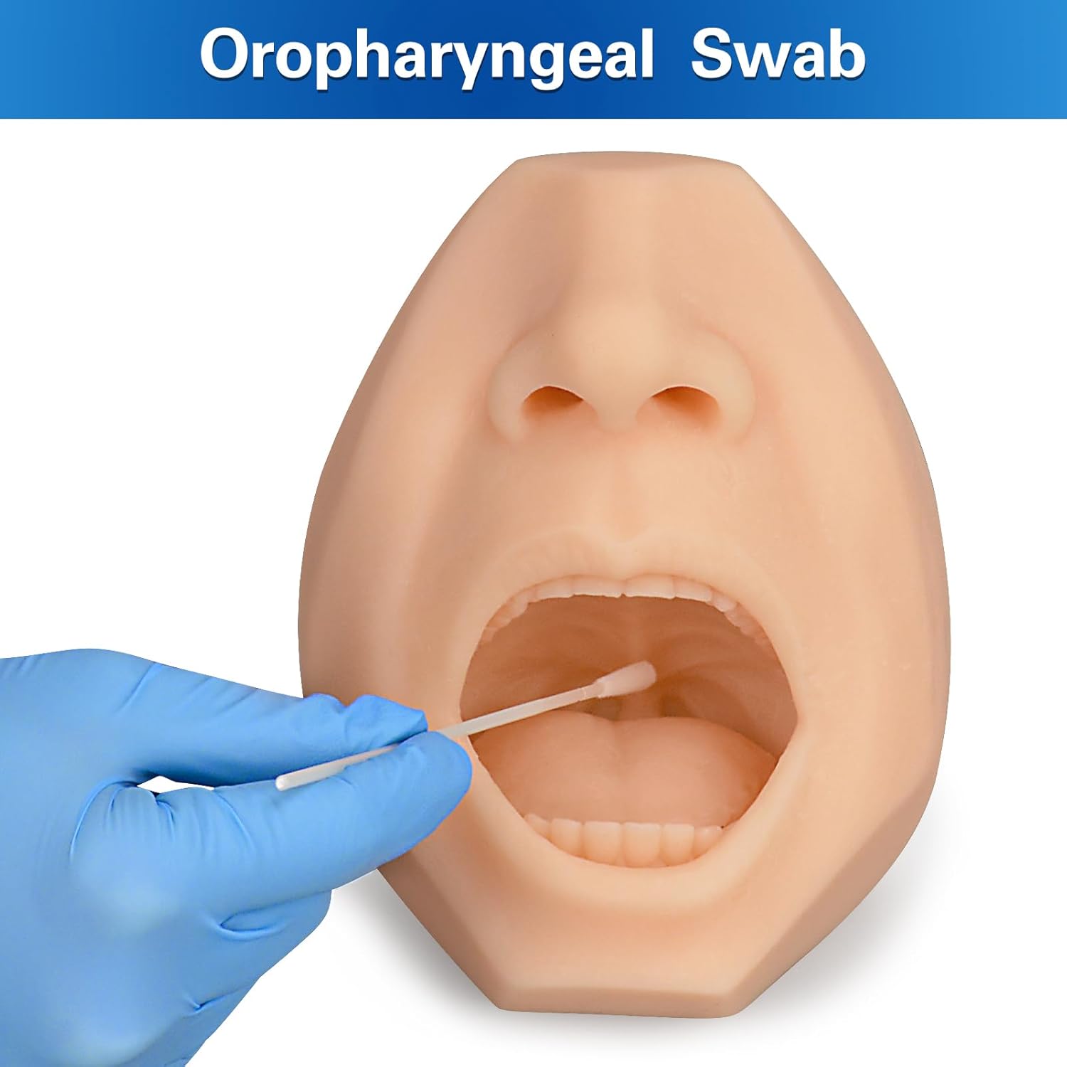 Realistic Throat Anatomy For Oropharyngeal Swab Training