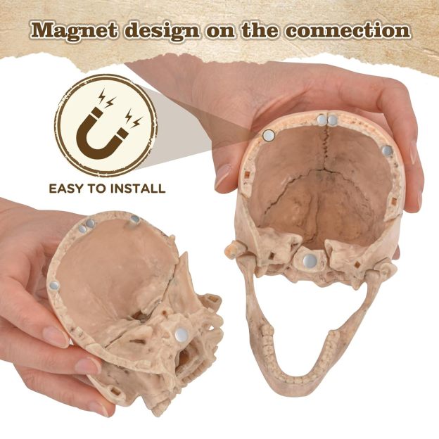 Detachable Human Skull Model with Magnetic Parts