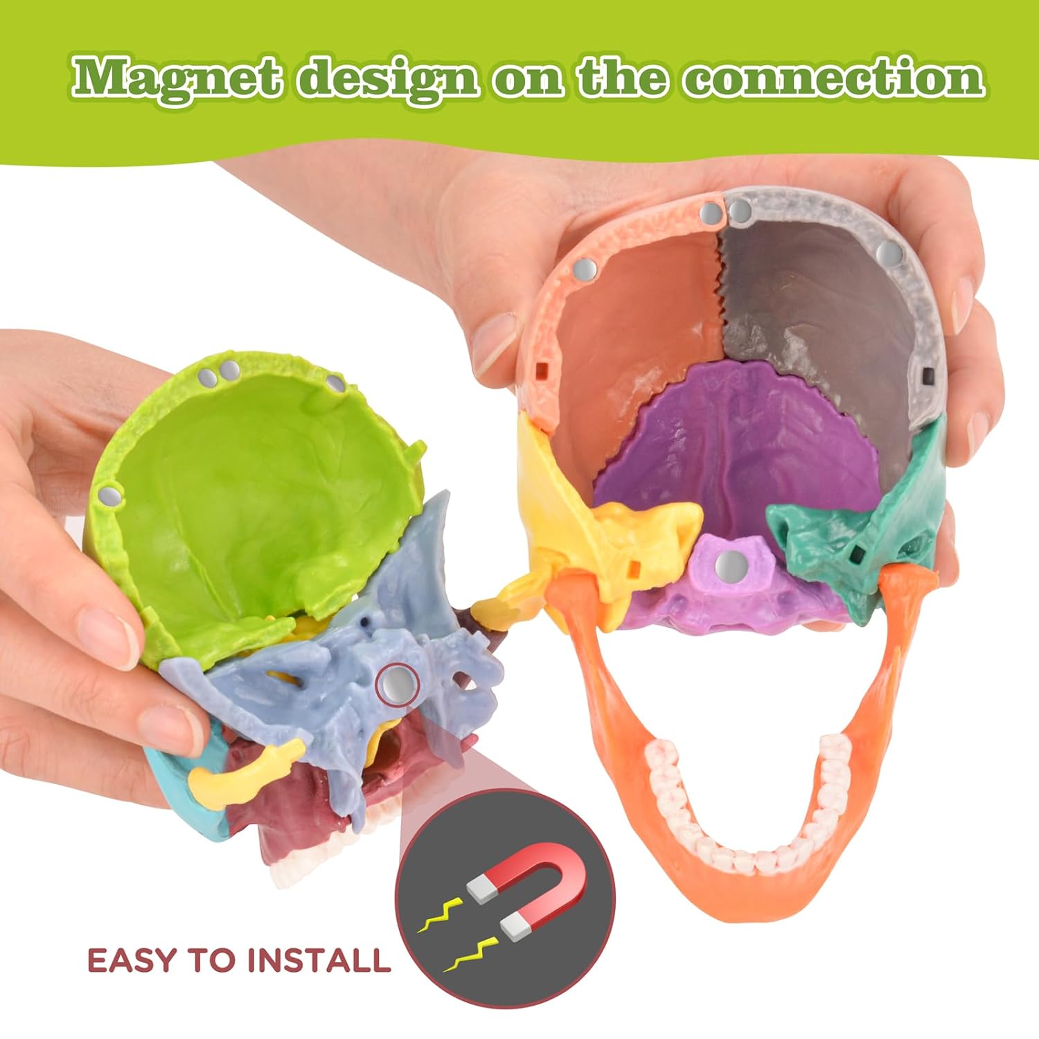 Colored Skull Model Magnetic Connection Close-Up