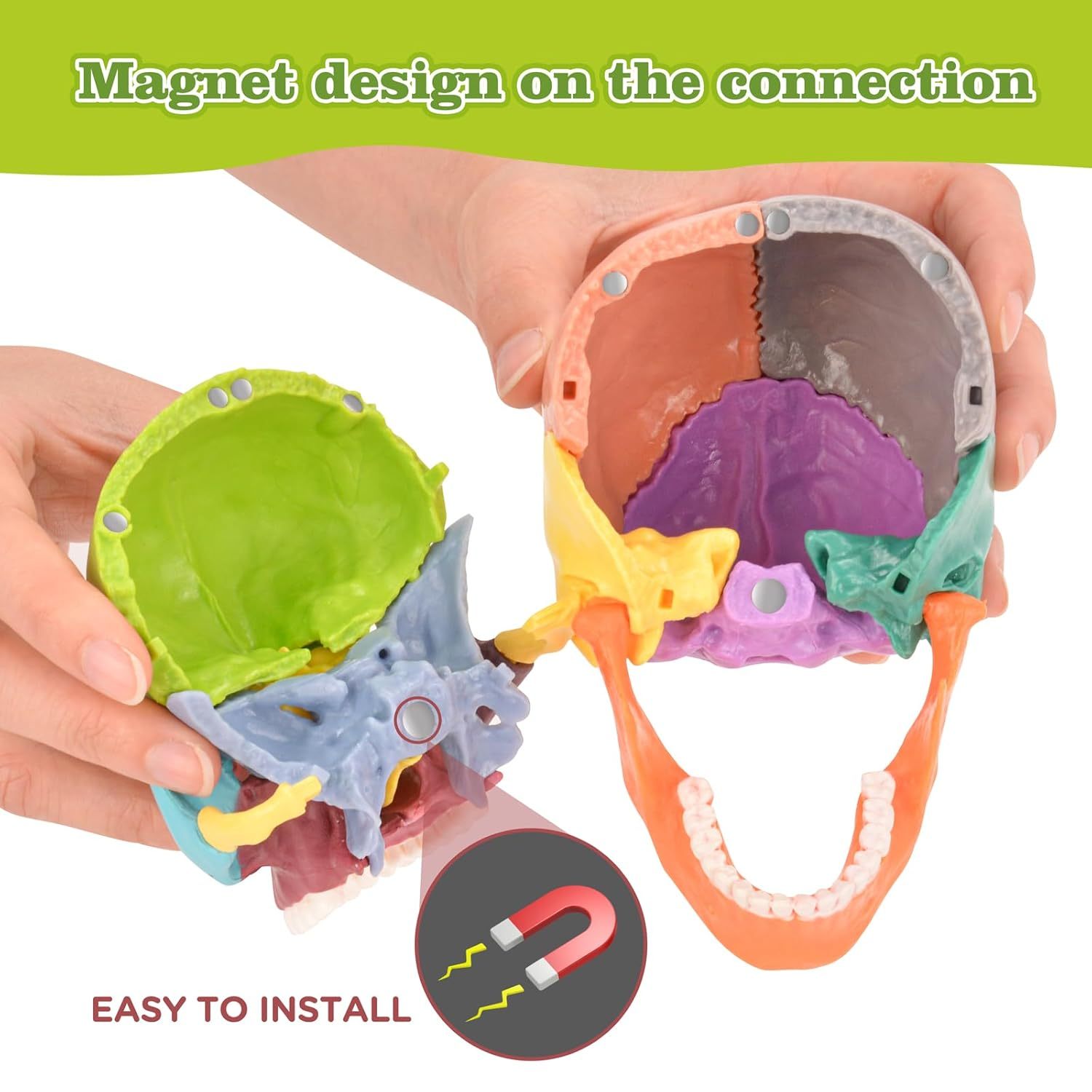 Colored Skull Model Magnetic Connection Close-Up