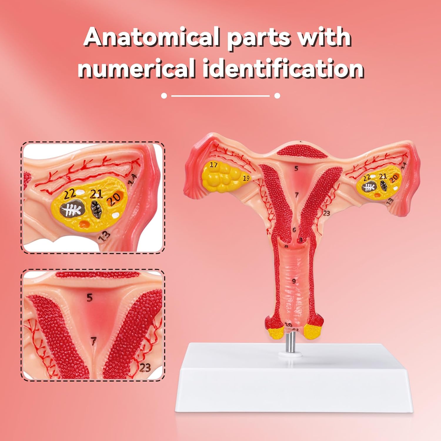 Uterus Anatomy Illustration With Labeled Numbers