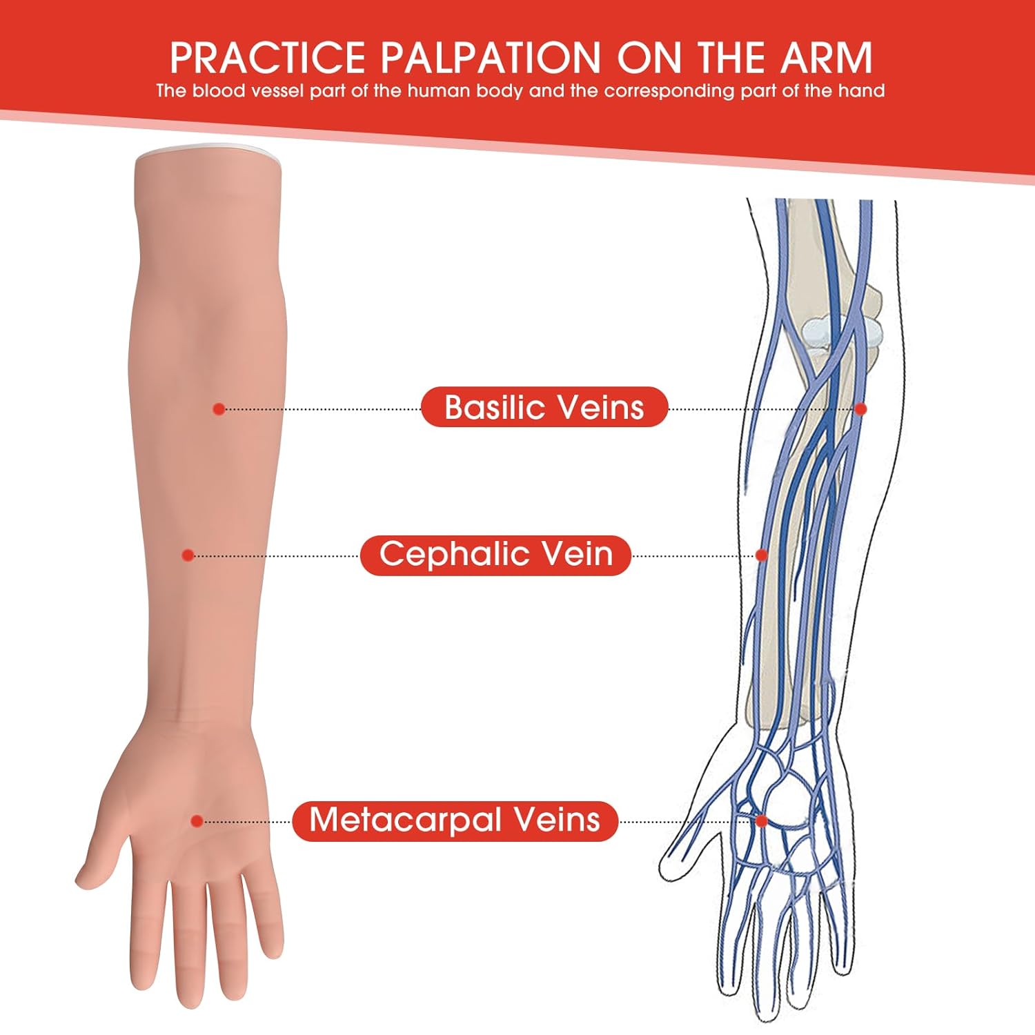Right-Hand IV Arm with Accurate Palpable Veins