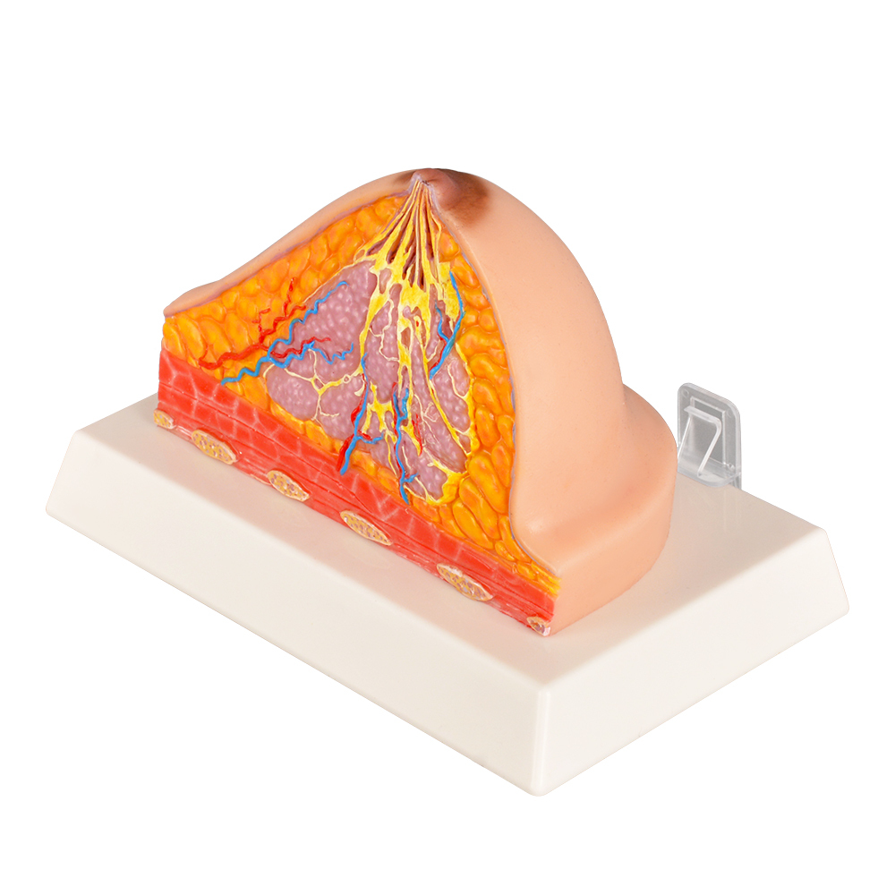 Detailed Breast Cross-Section Model For Anatomy Lessons