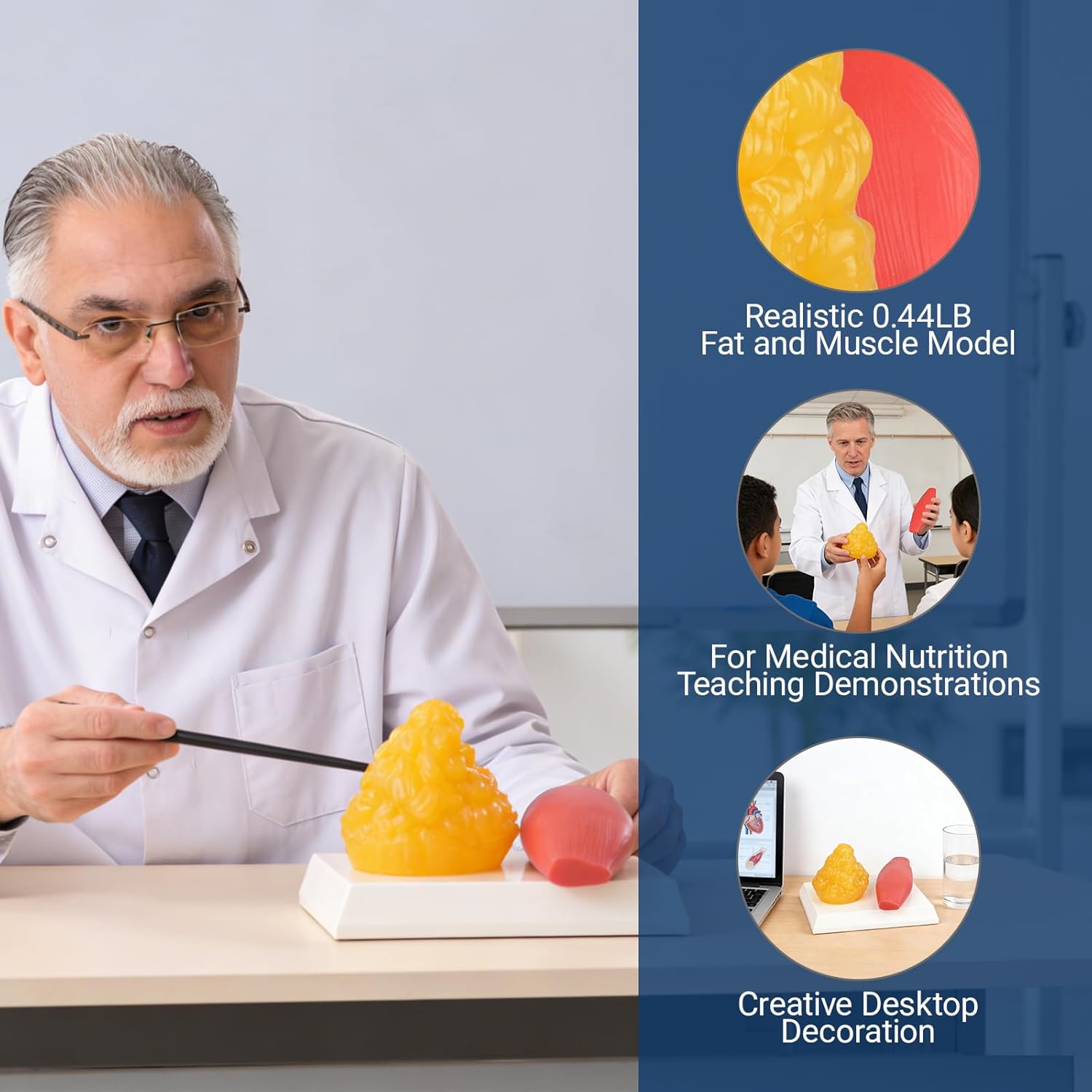 0.44lb Fat And Muscle Educational Anatomy Tool 