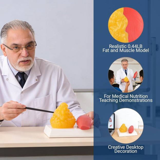 0.44lb Fat And Muscle Educational Anatomy Tool 