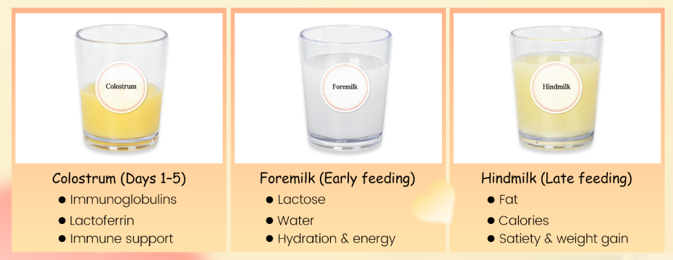 Colostrum vs Foremilk vs Hindmilk