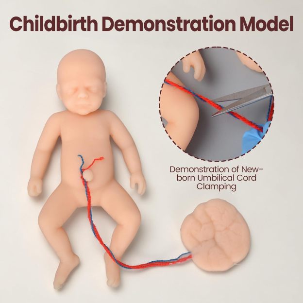 Mini Childbirth Education Model with Female Pelvis and Fetal Baby