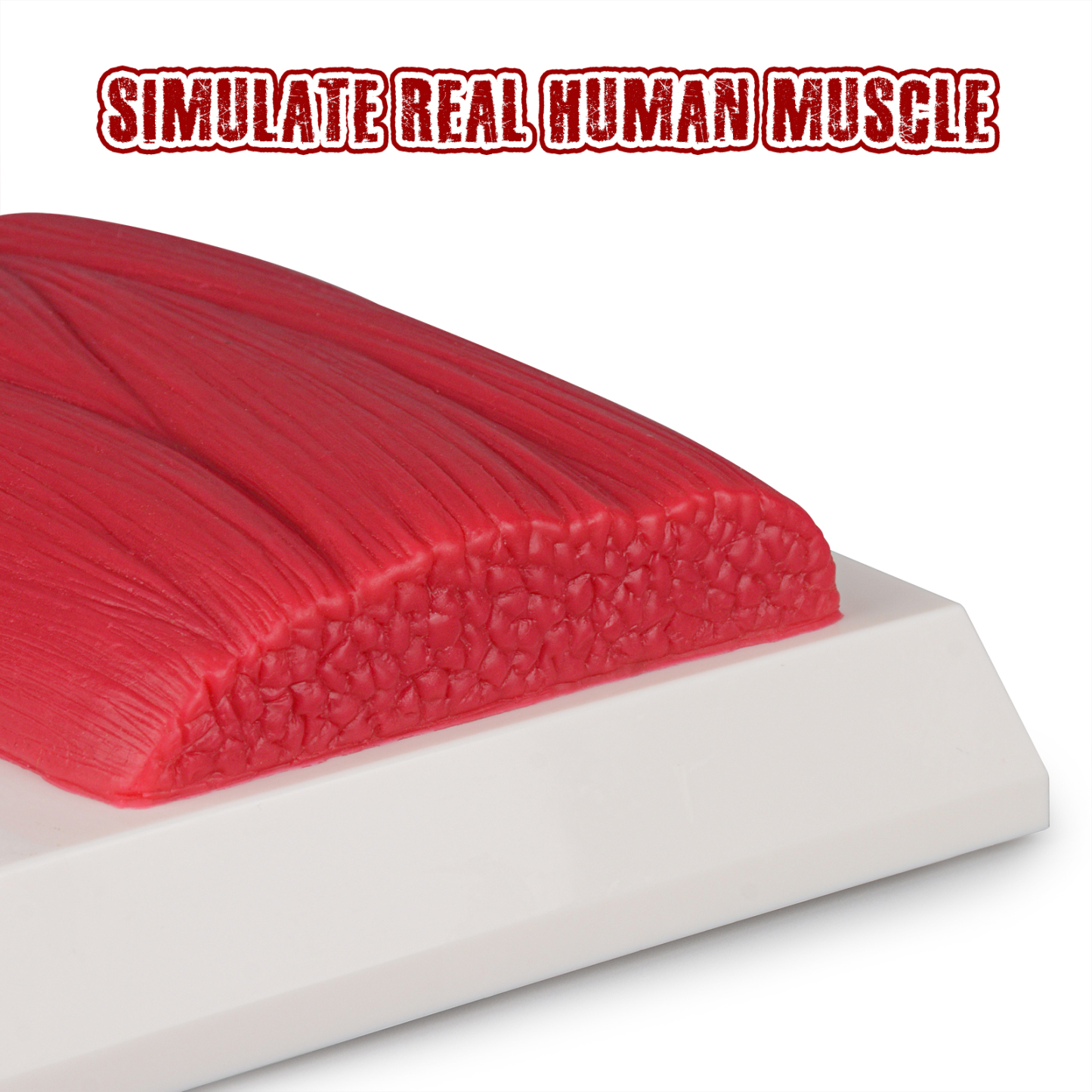 Life-Size Muscle Replica Demonstrating Body Structure