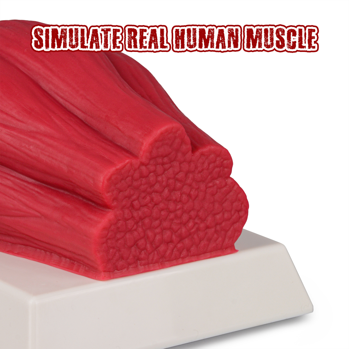 Lifelike 5 Pounds Human Muscle Replica Model