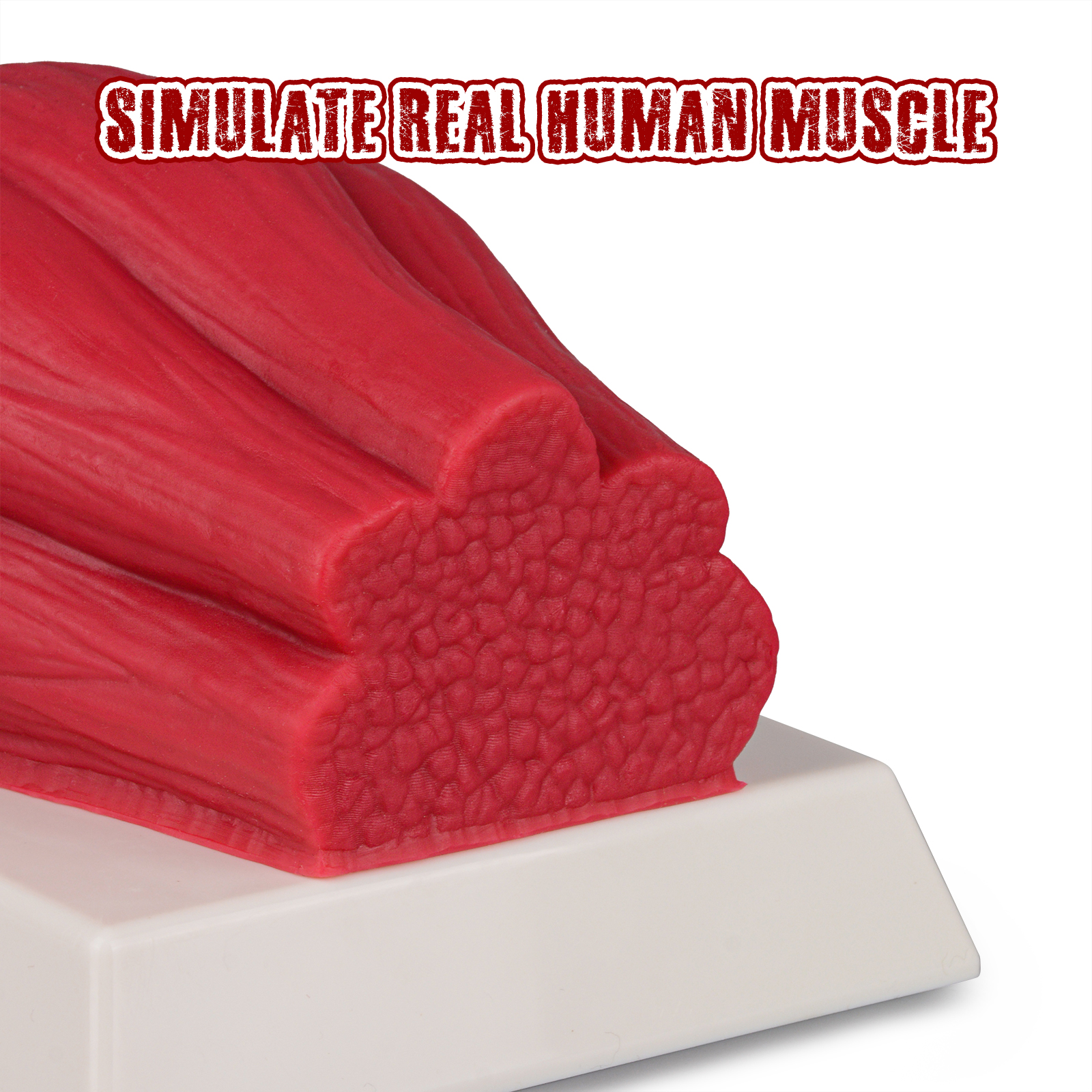 SimCoach Human Body Muscle Replica 5 Lbs