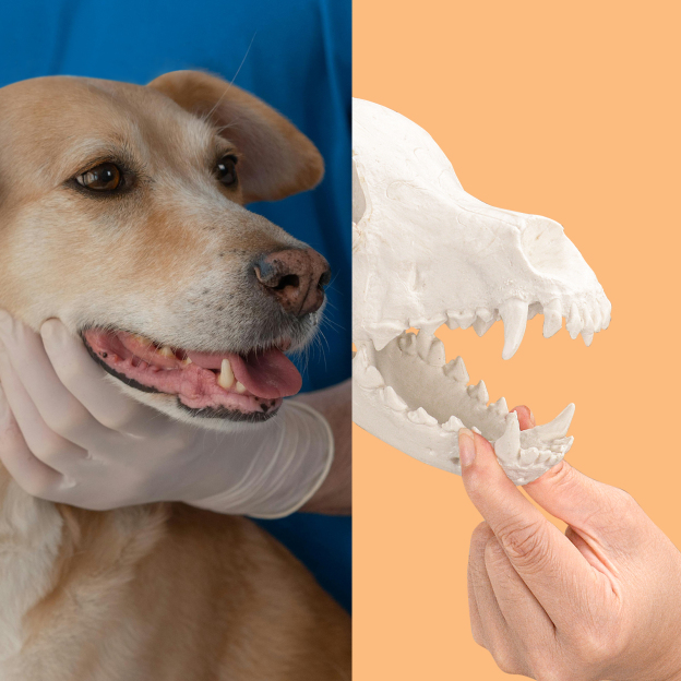 SimCoach Large Canine Skeleton Model, Veterinary Dog Model with Base