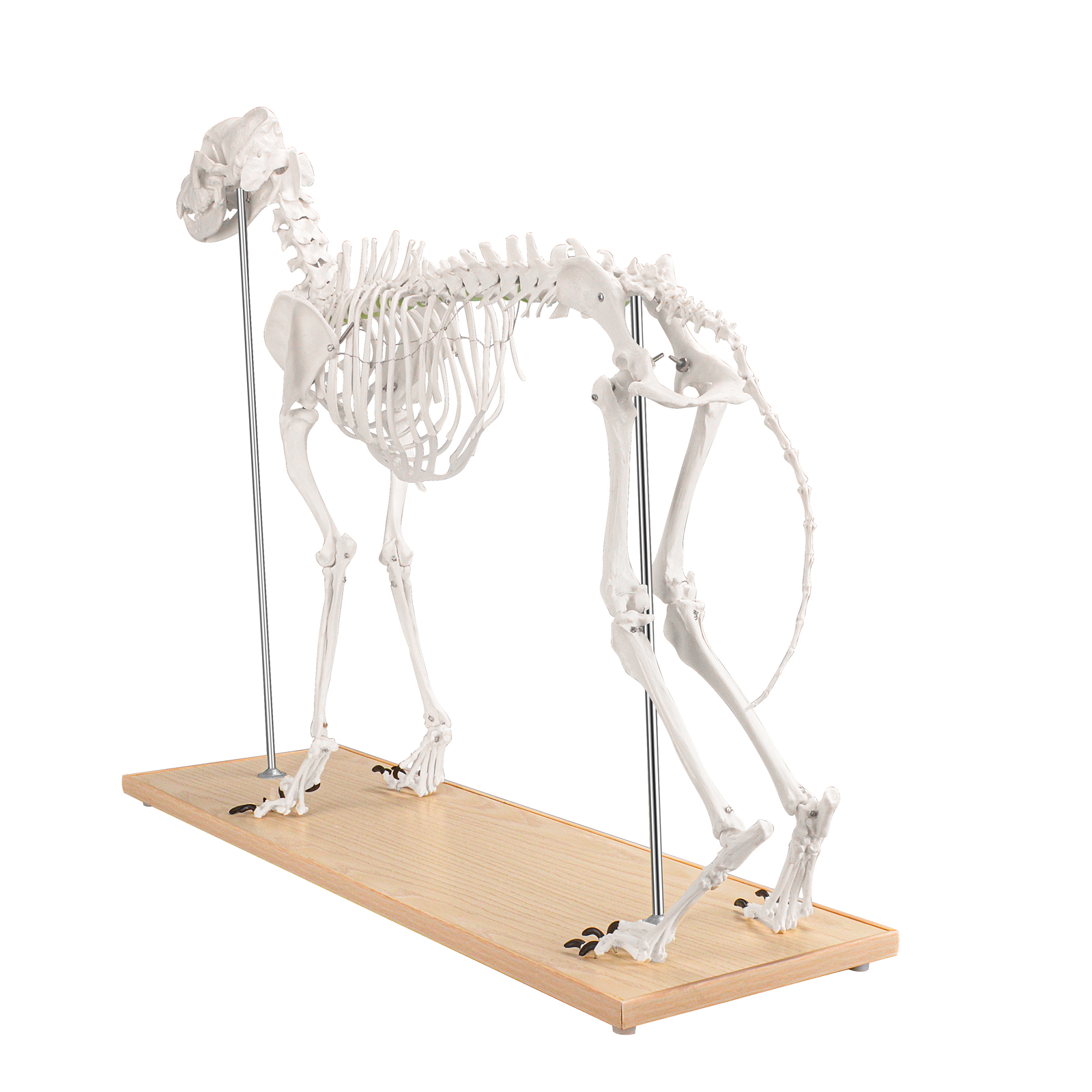 SimCoach Large Canine Skeleton Model, Veterinary Dog Model with Base