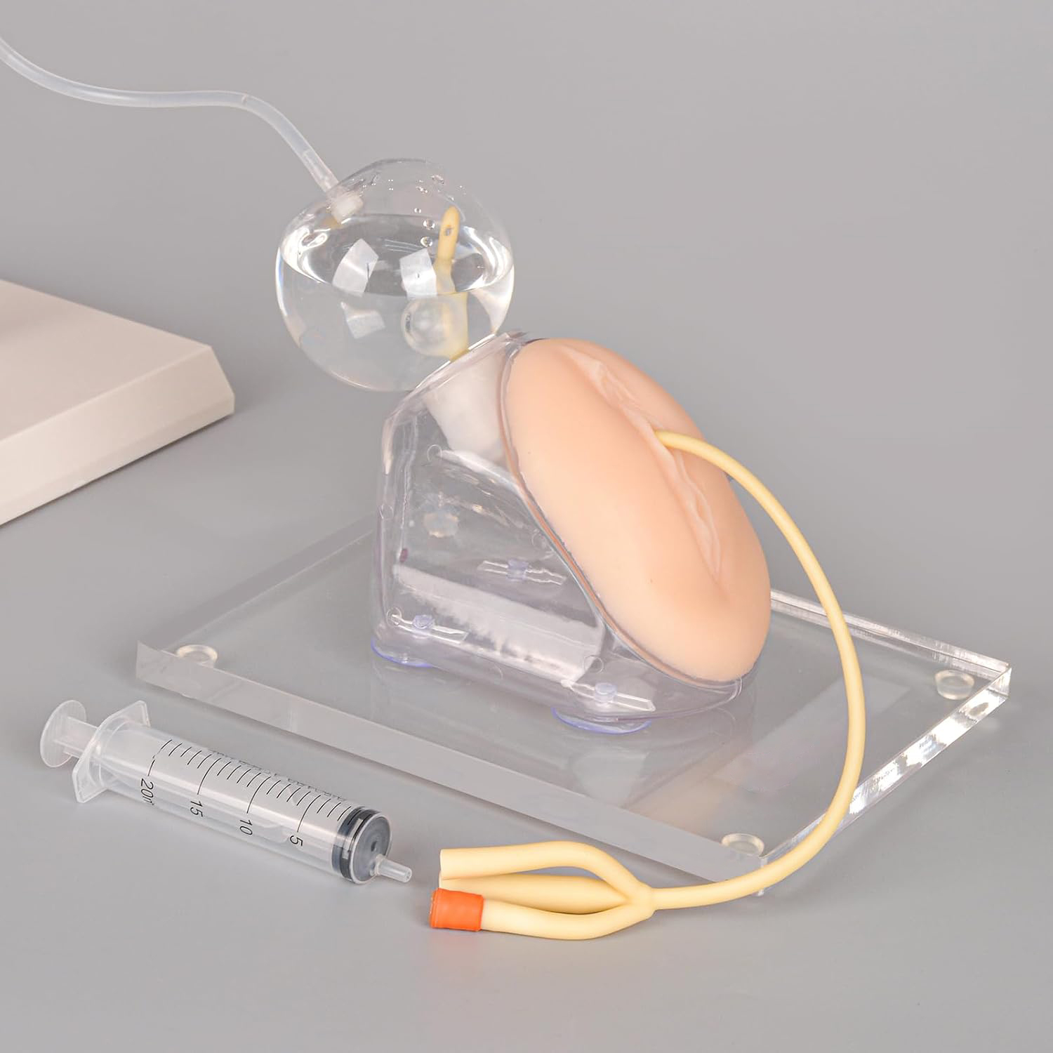 Female Urinary Catheterization Trainer