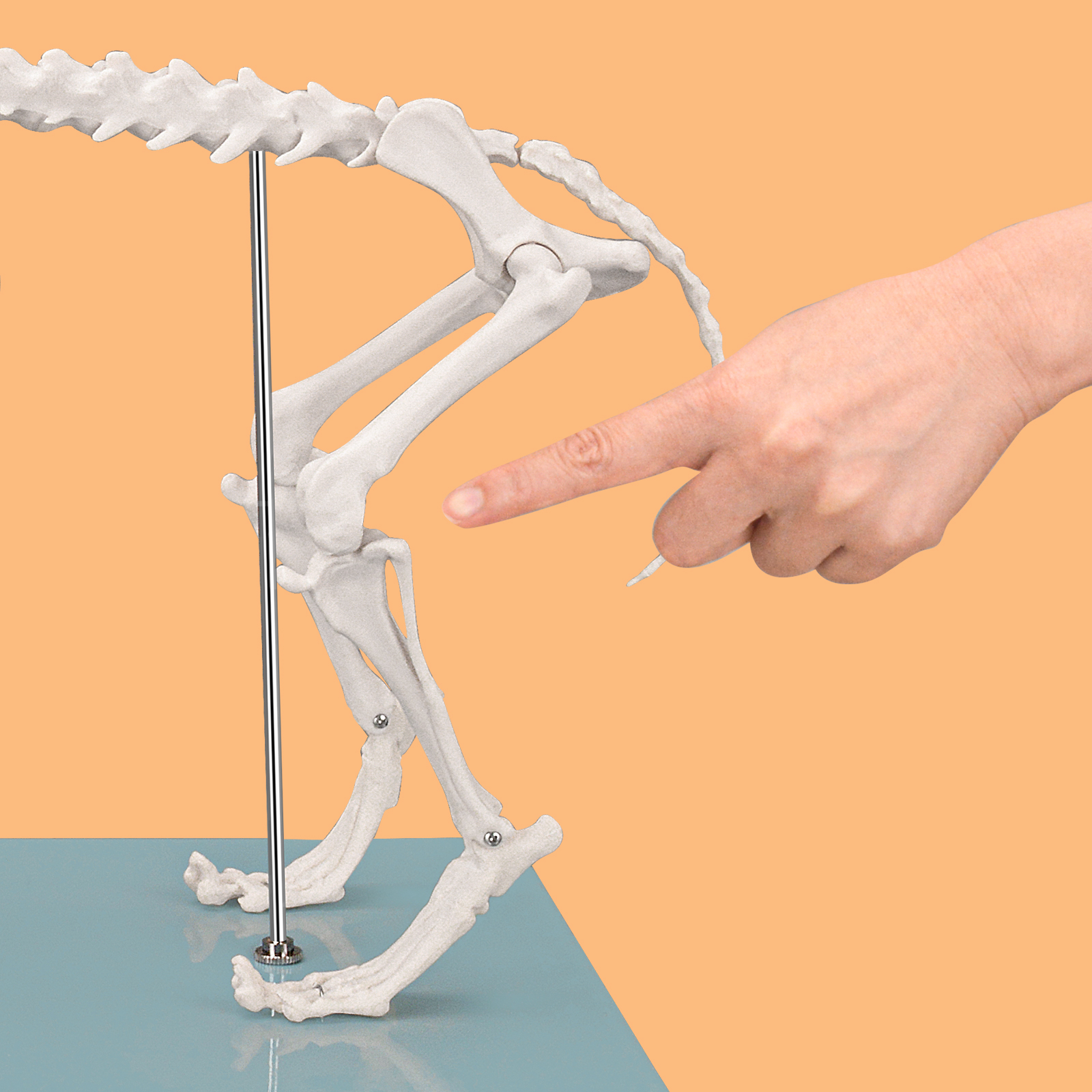 SimCoach Small Canine Skeleton Model, Veterinary Dog Model with Base