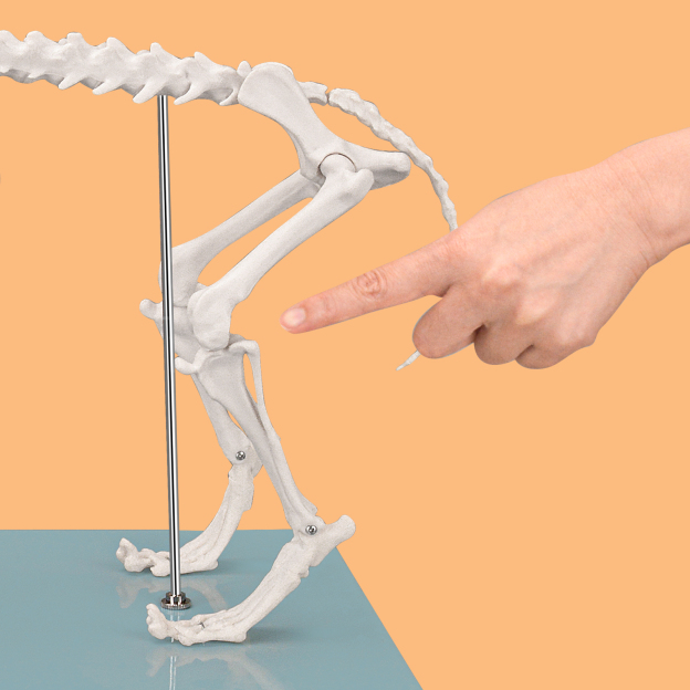 SimCoach Small Canine Skeleton Model, Veterinary Dog Model with Base