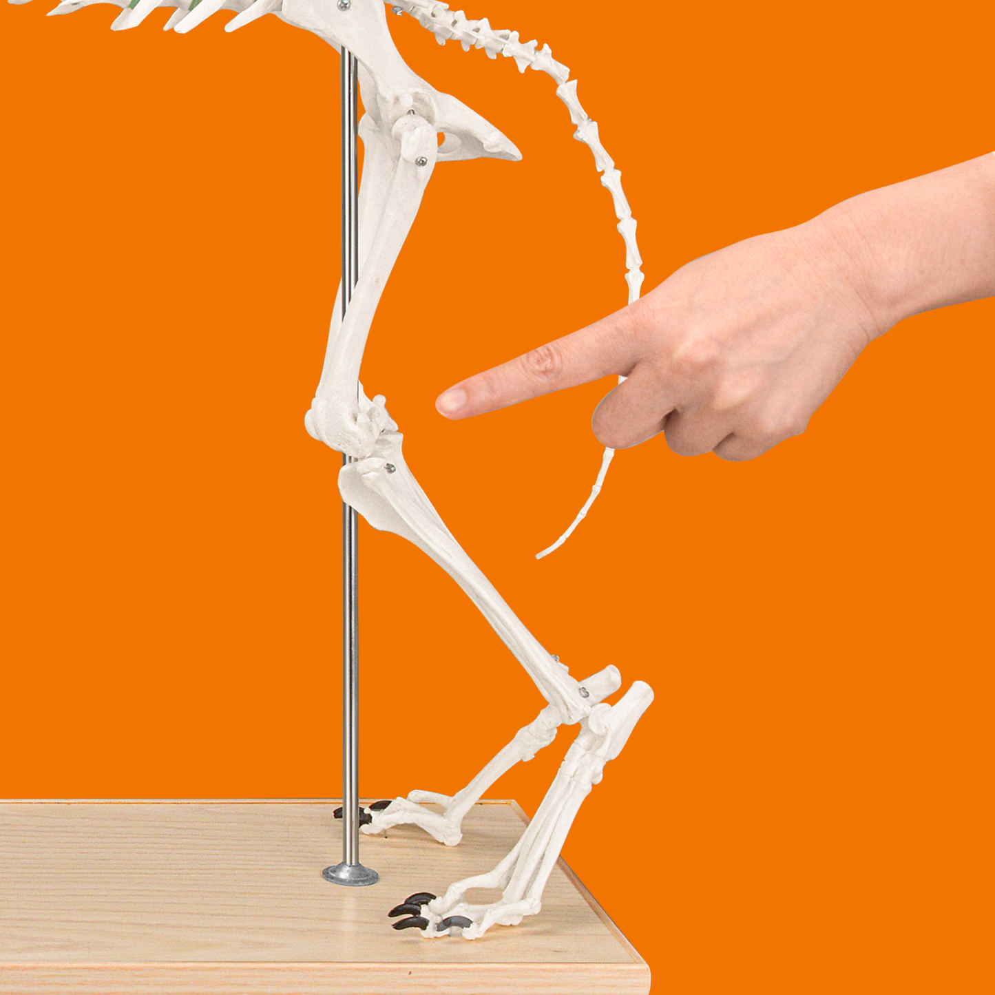 SimCoach Large Canine Skeleton Model, Veterinary Dog Model with Base