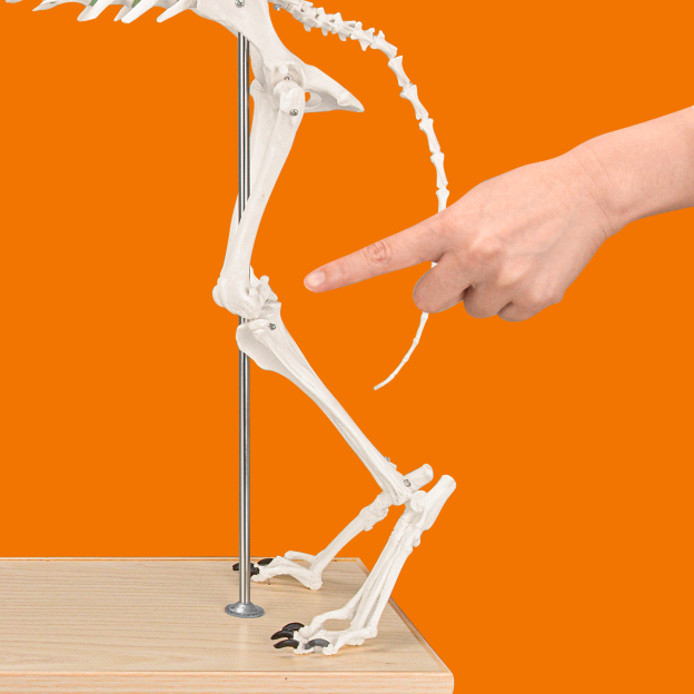 SimCoach Large Canine Skeleton Model, Veterinary Dog Model with Base