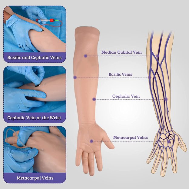 The Accurate Anatomy of IV Training Arm 