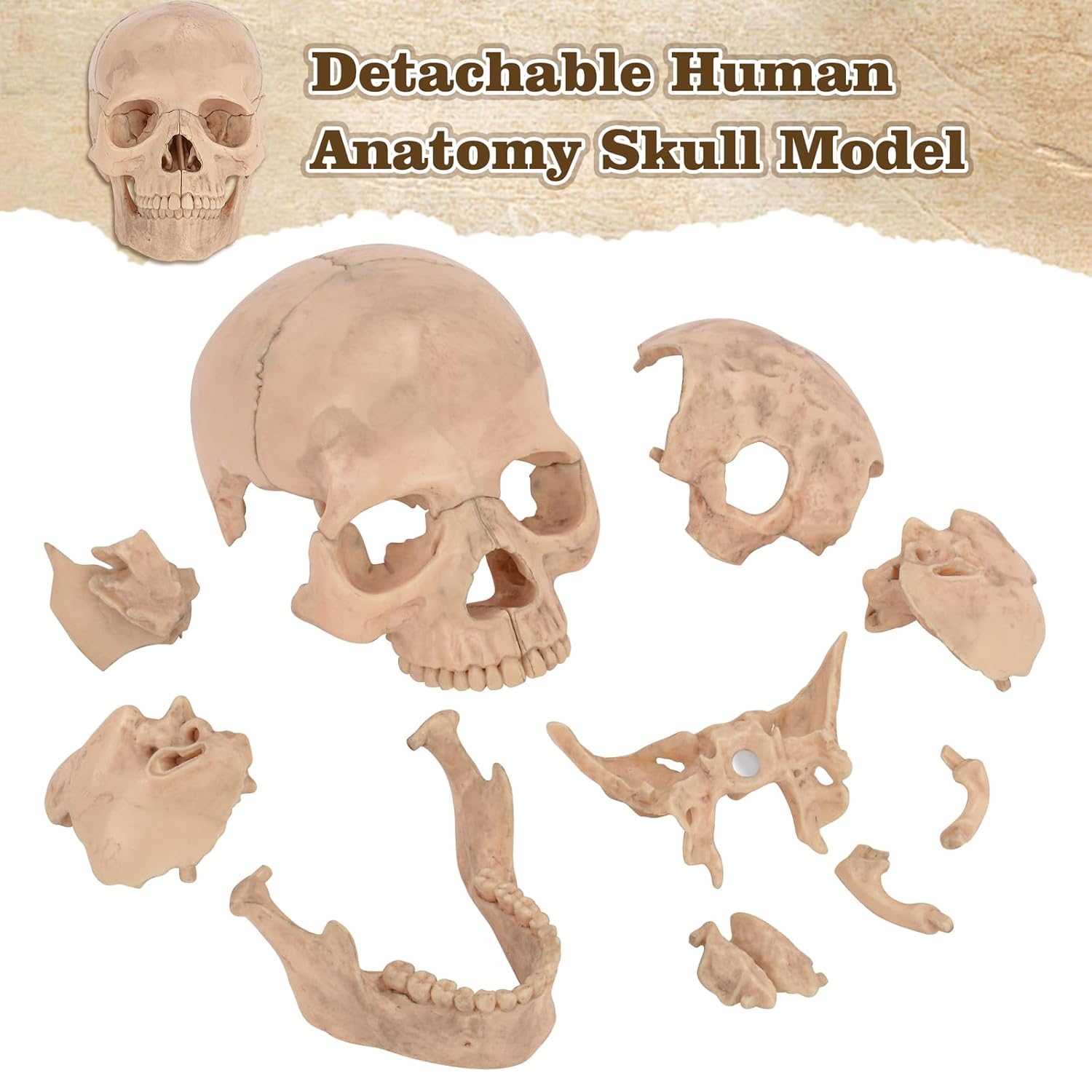 Medical Training Skull Model with 15 Detachable Parts