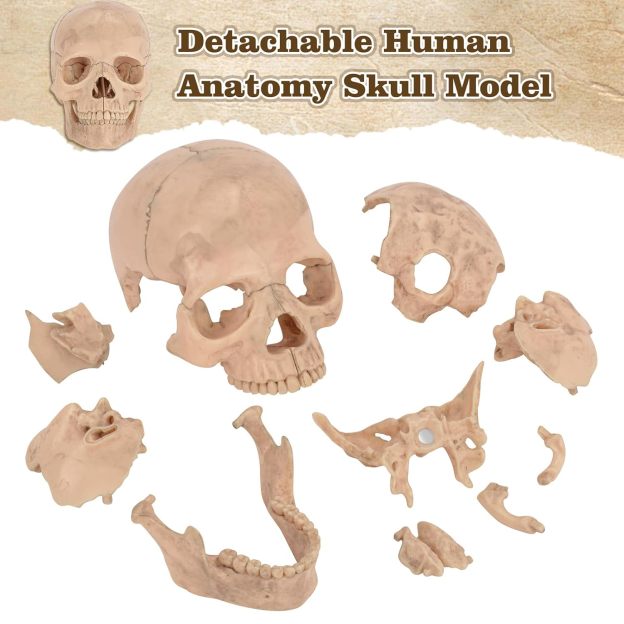 Medical Training Skull Model with 15 Detachable Parts