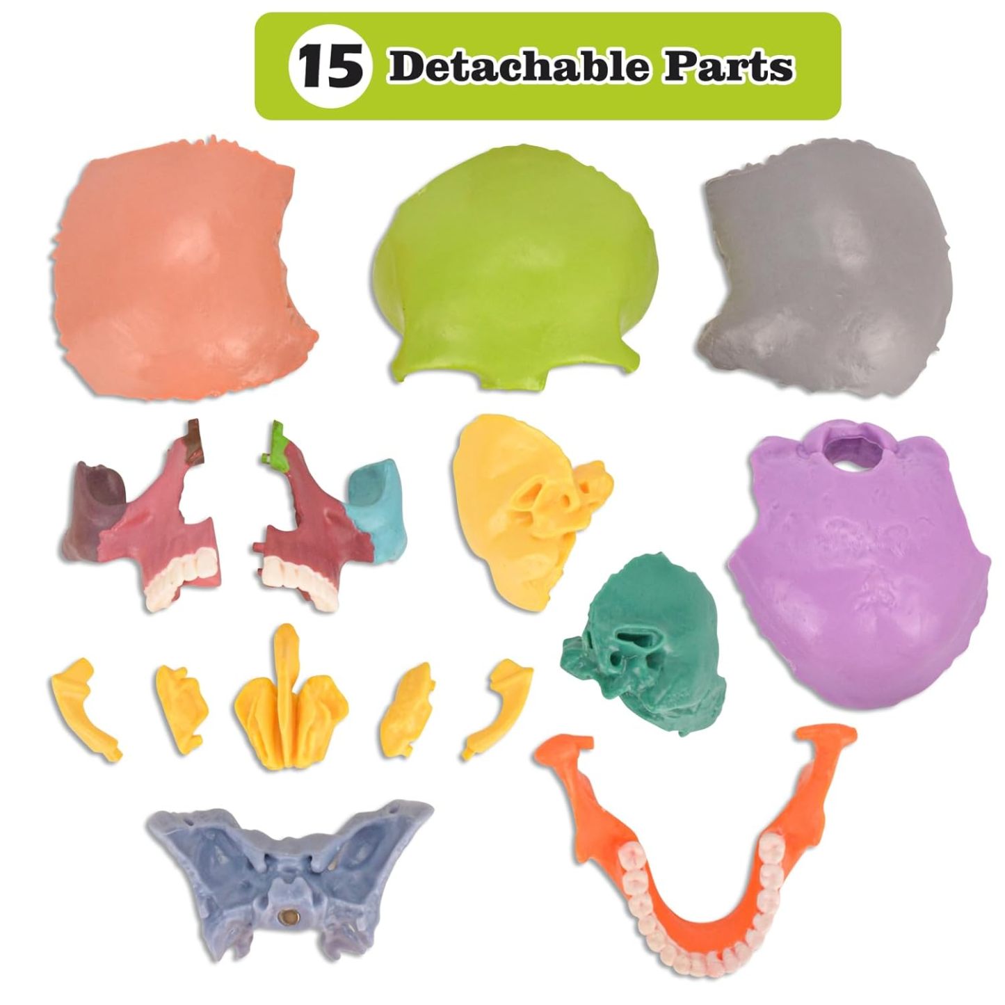 Close-Up of 15 Detachable Parts on Colored Skull Model
