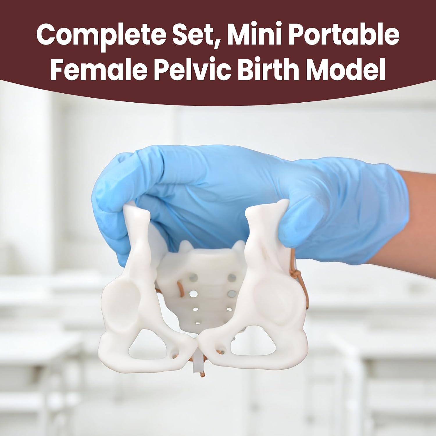 Mini Childbirth Education Model with Female Pelvis and Fetal Baby