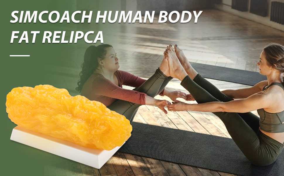 5 Pounds of Fat Model Apply in Gyms