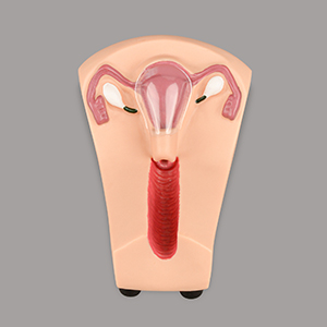 IUD Training Simulator
