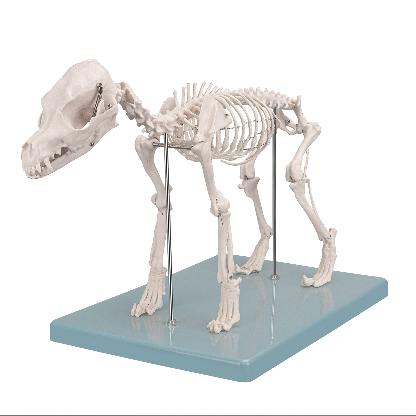 SimCoach Small Canine Skeleton Model, Veterinary Dog Model with Base