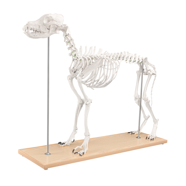 SimCoach Large Canine Skeleton Model, Veterinary Dog Model with Base