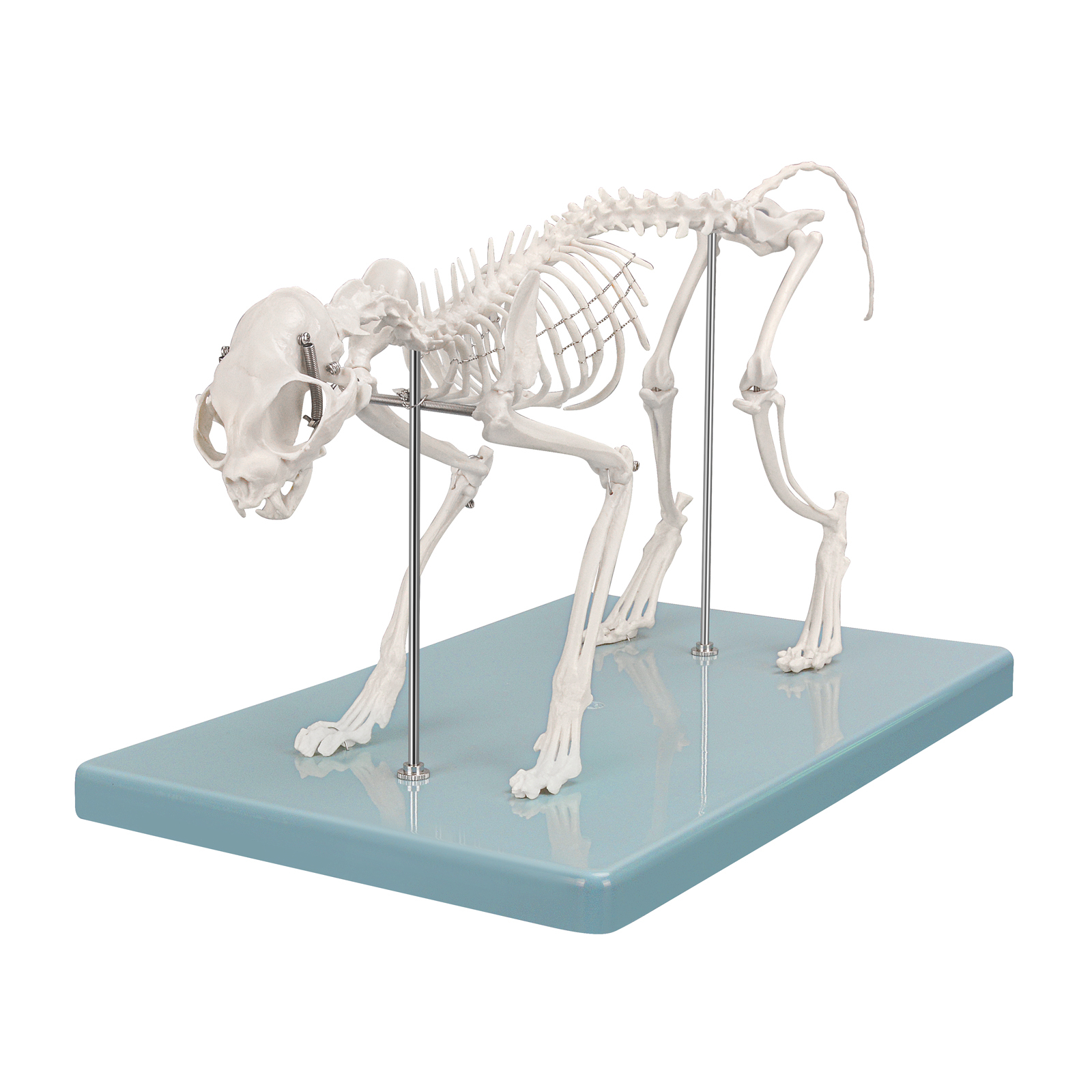 SimCoach Small Feline Skeleton Model, Veterinary Cat Model with Base