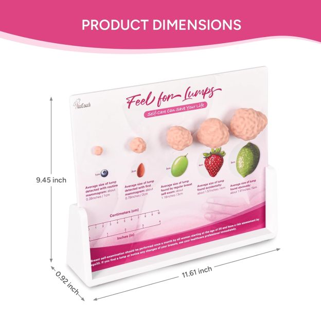 Breast Lump Education Model Size and Product Dimensions