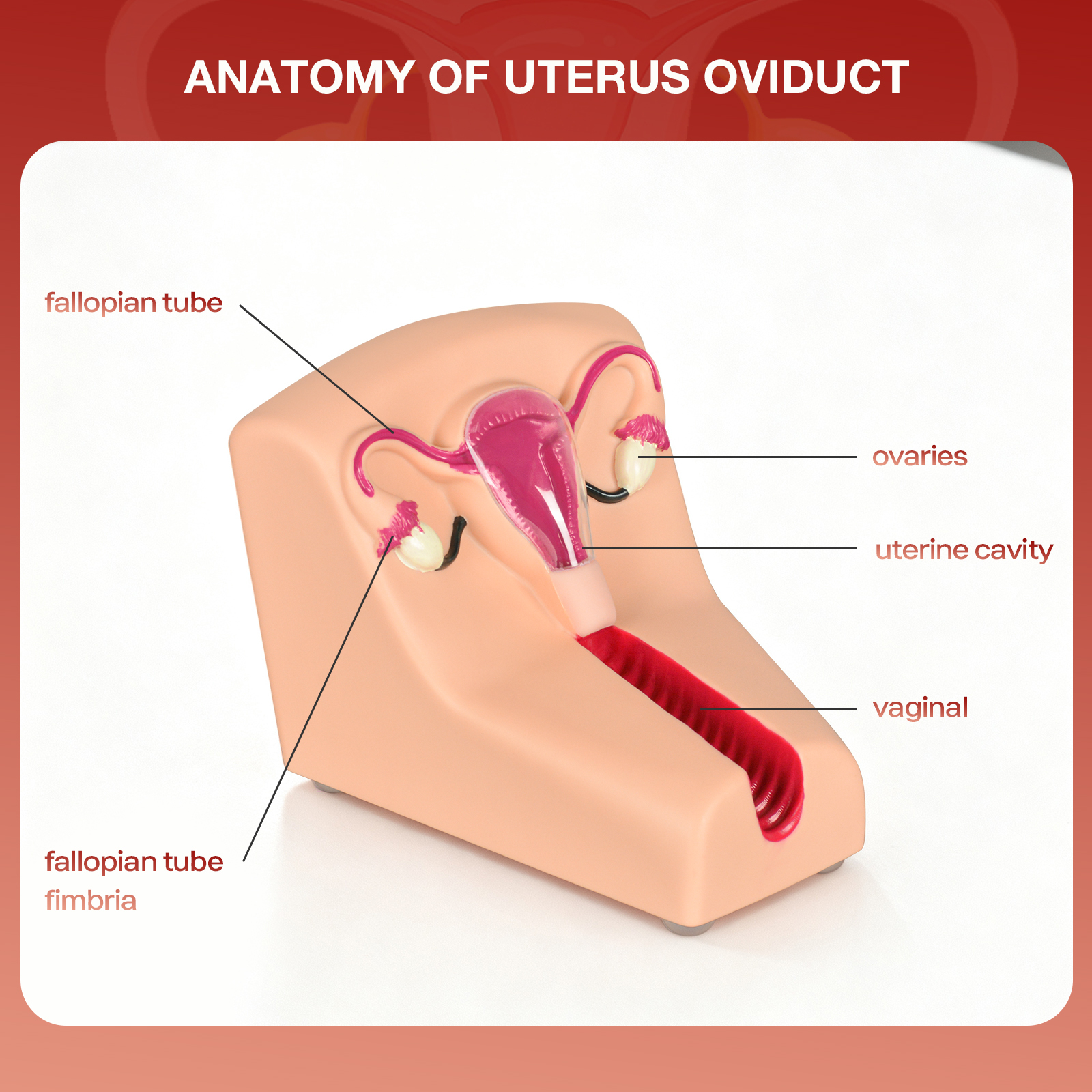 Realistic Uterus And Cervix Anatomy Teaching Model