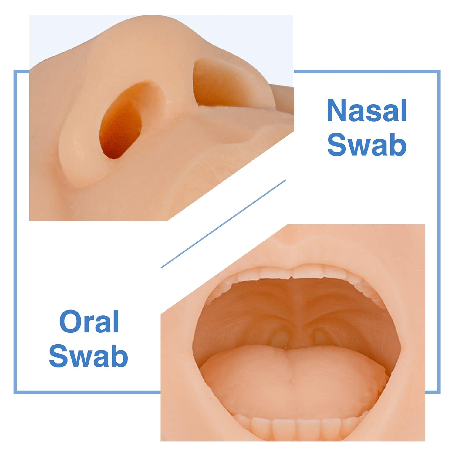 Oral And Nasal Swab Practice On Training Model