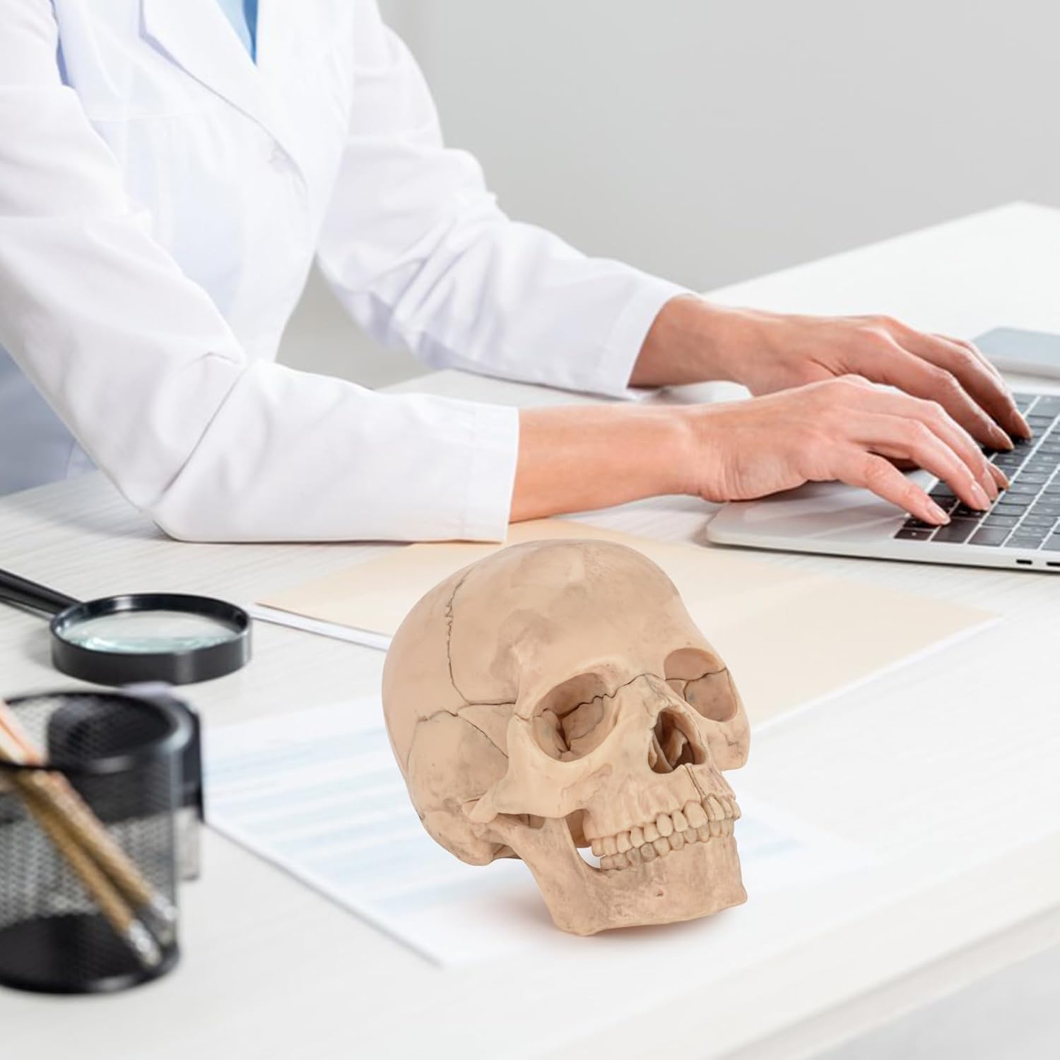 Portable Skull Model for Medical Education and Study