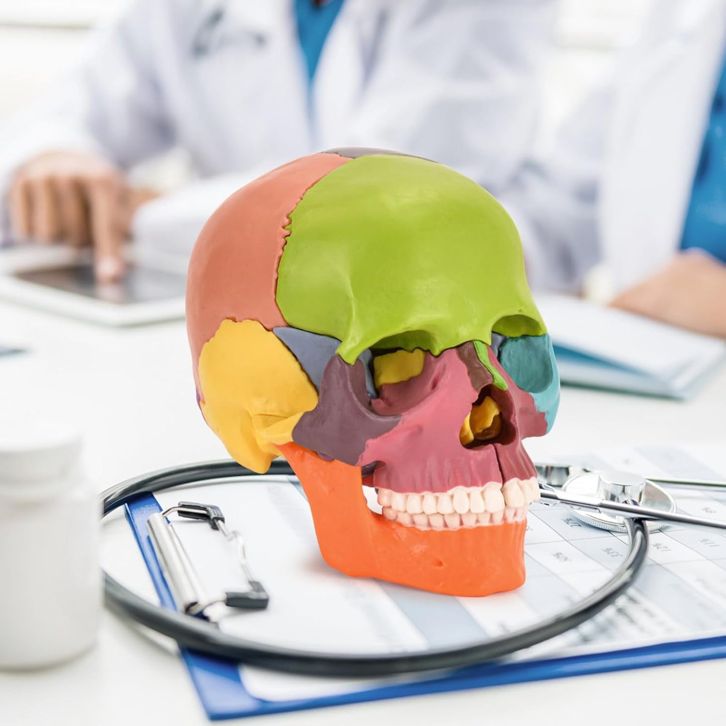 Interactive Colored Skull Model for Anatomy Learning