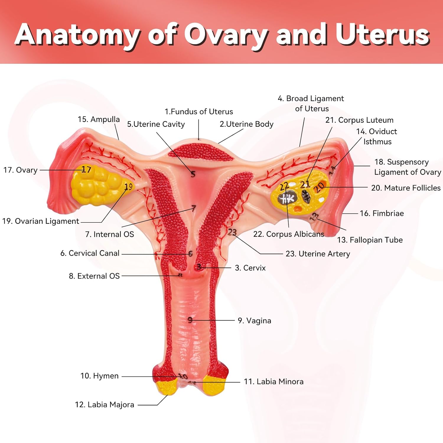 Female Reproductive System Uterus Anatomy Chart