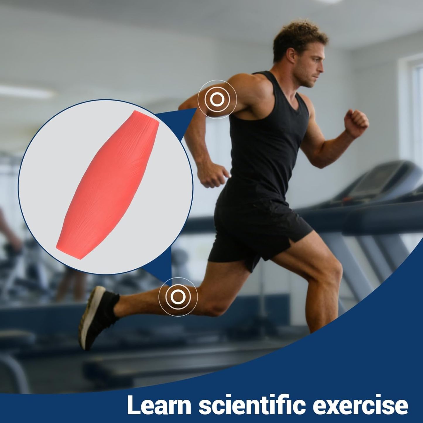 0.44lb Human Muscle Replica Model