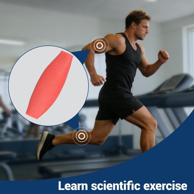 0.44lb Human Muscle Replica Model