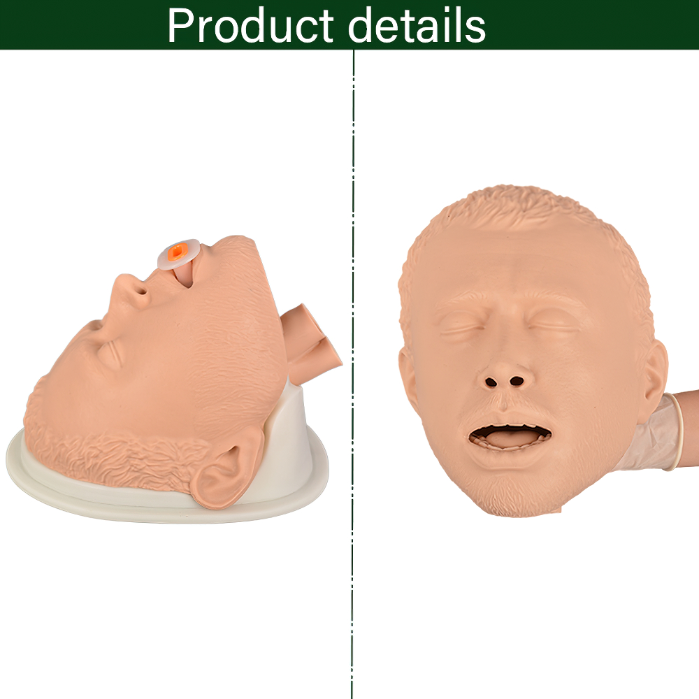 Adult Intubation Practice Model for Classroom Training