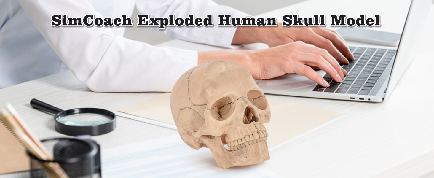 SimCoach Educational Human Skull Model Display