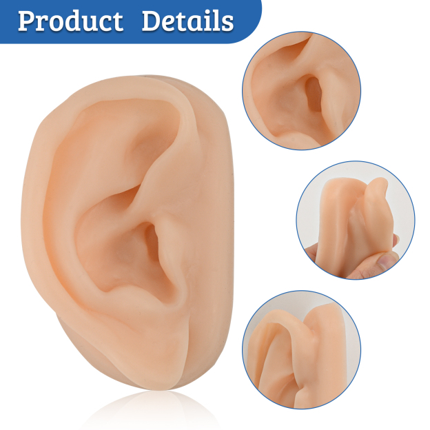SimCoach Acupuncture Ear Model, Right Artificial Ear Replica for Auricular Therapy Teaching